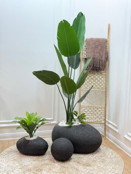 طقم شجر موز